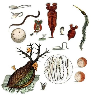 與上帝平起平坐的微生物 生物起源于它，人類未來依靠它